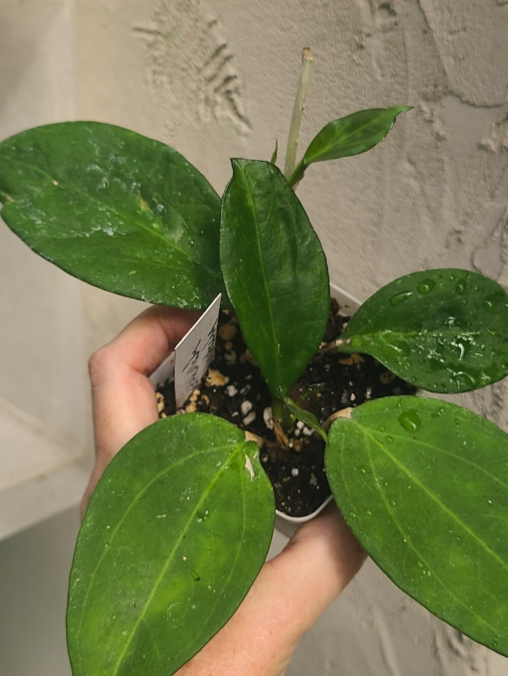 Hoya Verticullata/Polystacha